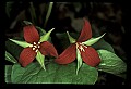01020-00121-Red Flowers- Wakerobin or Stinking Benjamin.jpg