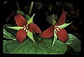 01020-00123-Red Flowers- Wakerobin or Stinking Benjamin.jpg