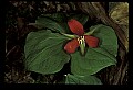 01020-00125-Red Flowers- Wakerobin or Stinking Benjamin.jpg