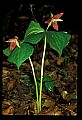 01020-00127-Red Flowers- Wakerobin or Stinking Benjamin.jpg