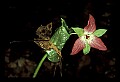 01020-00130-Red Flowers.jpg