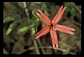01020-00131-Red Flowers-Firepink.jpg