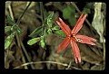 01020-00132-Red Flowers-Firepink.jpg