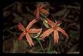 01020-00133-Red Flowers-Firepink.jpg