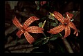 01020-00134-Red Flowers-Firepink.jpg