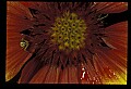 01020-00135-Red Flowers-Painted Daisy.jpg