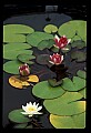01020-00149-Red Flowers-Water Lily.jpg