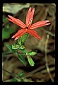 01020-00154-Red Flowers-Firepink.jpg