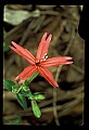 01020-00155-Red Flowers-Firepink.jpg