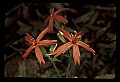 01020-00156-Red Flowers-Firepink.jpg