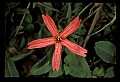 01020-00158-Red Flowers-Firepink.jpg