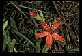 01020-00159-Red Flowers-Firepink.jpg
