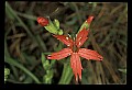 01020-00160-Red Flowers-Firepink.jpg