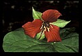 01020-00162-Red Flowers- Wakerobin or Stinking Benjamin.jpg