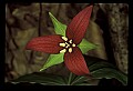 01020-00170-Red Flowers- Wakerobin or Stinking Benjamin.jpg