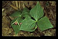 01020-00172-Red Flowers- Wakerobin or Stinking Benjamin.jpg
