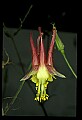 01020-00175-Red Flowers-Columbine.jpg