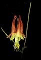 01020-00176-Red Flowers-Columbine.jpg