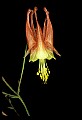 01020-00177-Red Flowers-Columbine.jpg