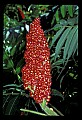01020-00178-Red Flowers-Staghorn Sumac.jpg