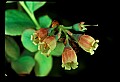 01020-00183-Red Flowers-Blueberry Blossoms.jpg