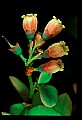 01020-00184-Red Flowers-Blueberry Blossoms.jpg