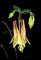 01020-00185-Red Flowers-Columbine.jpg
