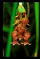 01020-00186-Red Flowers-Blueberry Blossoms.jpg