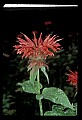 01020-00187-Red Flowers-Bee Balm.jpg