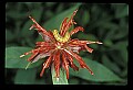 01020-00188-Red Flowers-Bee Balm.jpg