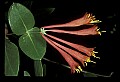 01020-00190-Red Flowers-Trumpet Honeysuckle.jpg