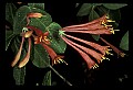 01020-00191-Red Flowers-Trumpet Honeysuckle.jpg
