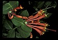 01020-00192-Red Flowers-Trumpet Honeysuckle.jpg