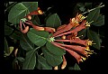 01020-00193-Red Flowers-Trumpet Honeysuckle.jpg