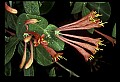 01020-00194-Red Flowers-Trumpet Honeysuckle.jpg