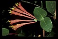 01020-00195-Red FlowersTravel Stock Images.jpg