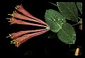 01020-00196-Red FlowersTravel Stock Images.jpg