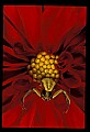 01020-00198-Red Flowers-Crab Spider on Dahlia.jpg