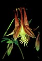 01020-00199-Red Flowers-Columbine.jpg