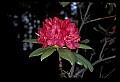 01020-00214-Red Flowers-Rhododendron.jpg