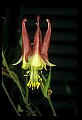 01020-00216-Red Flowers-Columbine.jpg