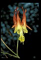 01020-00217-Red Flowers-Columbine.jpg
