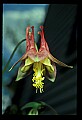 01020-00218-Red Flowers-Columbine.jpg