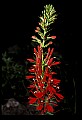 01020-00219-Red Flowers-Cardinal Flower.jpg