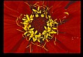 01020-00220-Red Flowers.jpg