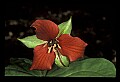 01020-00221-Red Flowers.jpg