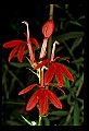 01020-00223-Red Flowers-Cardinal Flower.jpg