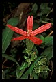 01020-00225-Red Flowers-Firepink.jpg