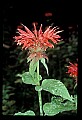 01020-00226-Red Flowers-Bee Balm.jpg