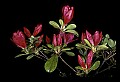 01020-00234-Red Flowers-Azalea.jpg